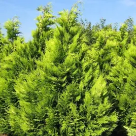 cyprysik-lawsona-ivonne-na-zywoplot-zlocisty-zolty-sadzonki-c3