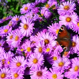 aster-krzaczasty-starlight-kwiaty-lia-roz-marcinek-sadzonki-p9