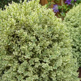 bukszpan-elegantissima-bialo-zielony-variegata-na-obwodki-do-formowania-p9