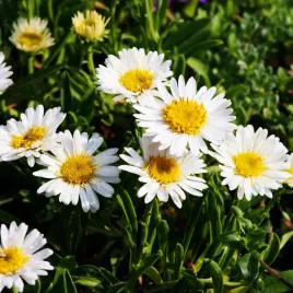 aster-alpejski-white-karlowy-wiosenna-bylina-na-skalniak-rabaty-sadzonki-p9