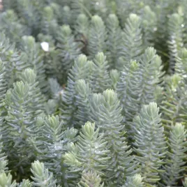 rozchodnik-oscisty-elegans-niebieski-na-skalniak-miododajny-sadzonki-p9