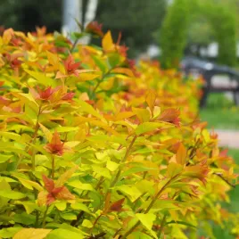 tawula-japonska-goldflame-pomaranczowe-liscie-latwa-w-uprawie-sadzonki-p9