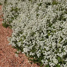 zylistek-wysmukly-nikko-bialy-obficie-kwitnacy-dywan-okrywowy-niewysoki-2l