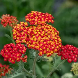 krwawnik-pospolity-safran-czerwony-z-zoltym-srodkem-sadzonki-p11