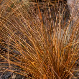 turzyca-wlosista-milk-chocolate-brazowa-trawa-na-rabaty-sadzonki-p9