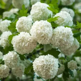 kalina-koralowa-roseum-duze-biale-kule-duze-sadzonki-c3