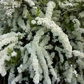 tawula-nipponska-snowmound-kwitnacy-zywoplot-snieznobialy-kwiat-sadzonki-c2