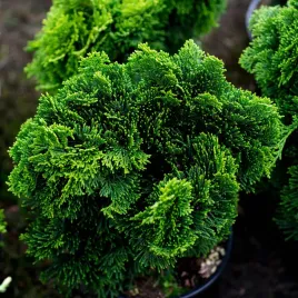 cyprysik-japonski-nana-gracilis-miniatura-obtusa-sadzonki-w-doniczkach-c2