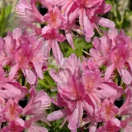 azalia-wielkokwiatowa-western-lights-pachnace-kwiaty-jasnorozowa-sadzonki