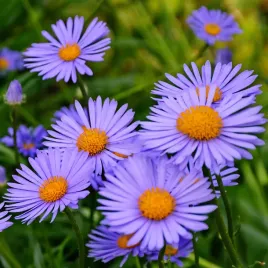 aster-alpejski-violet-karlowy-wiosenna-bylina-na-skalniak-sadzonki-p9