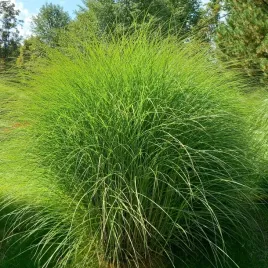 miskant-chinski-gracillimus-brazowe-piuropusze-duze-sadzonki-3l