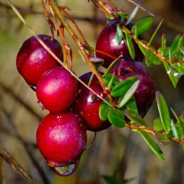 zurawina-wielkoowocowa-howes-pozna-odmiana-gesta-sadzonki-w-doniczkach-1l