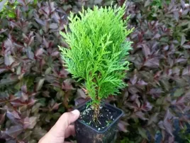 thuja-danica-piekna-zielona-kula-tuja-zywotnik-p9