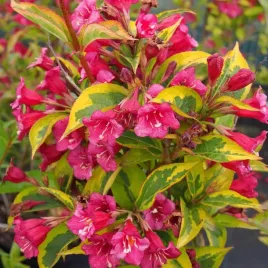 krzewuszka-french-lace-brigela-weigela-zolto-zielona-sadzonki-c2