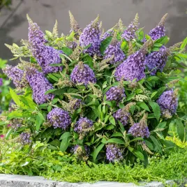 budleja-butterfly-candy-little-sweetheart-jasno-fioletowa-kompaktowa-c2
