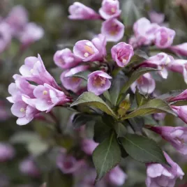 krzewuszka-foliis-purpureis-weigela-bordowa-rozowe-kwiaty-sadzonki-c2