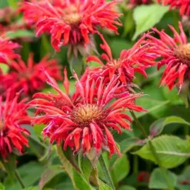 pysznoglowka-ogrodowa-cambridge-scarlet-mocno-czerwona-miododajna-p11