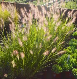 rozplenica-japonska-gelbstiel-pennisetum-piorkowka-sadzonki-w-doniczkach