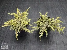 jalowiec-pospolity-goldschatz-okrywowy-niski-zolty-na-skarpy-c3