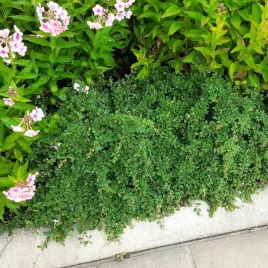 irga-rozeslana-queen-of-carpets-okrywowa-na-skalniak-wolno-rosnaca-p9