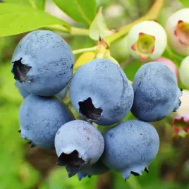 borowka-amerykanska-bonus-duze-owoce-plenna-do-6-kg-z-krzewu-sadzonki-1l