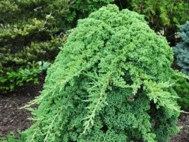 jalowiec-rozeslany-nana-procumbens-na-bonsai