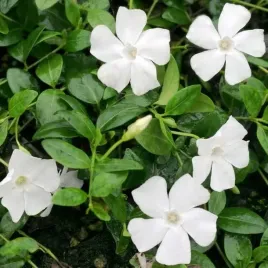 barwinek-pospolity-alba-bialy-zadarniajacy-do-cienia-vinca-sadzonki-p9