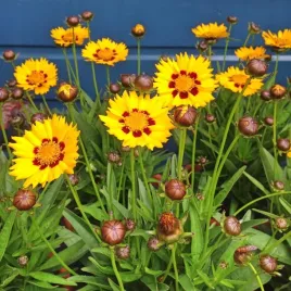 nachylek-wielkokwiatowy-andiamo-yellow-red-zolty-na-letnie-rabaty-sadzonki