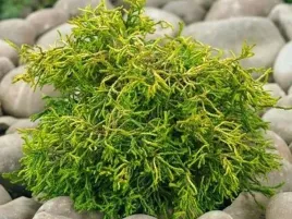 cyprysik-japonski-tsatsumi-gold-miniatura-na-skalniak-sadzonki