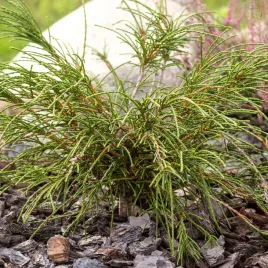 thuja-zywotnik-whipcord-nitkowata-tuja-placzacy-pokroj-duze-sadzonki-3l