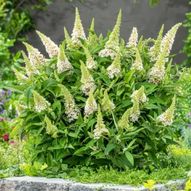 budleja-butterfly-candy-little-white-biala-kompaktowa-na-rabaty-sadzonki-c2