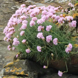 zawciag-nadmorski-armada-pink-armeria-rozowy-na-skalniak-sadzonki-p9