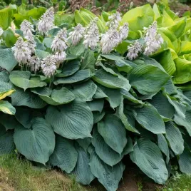 funkia-blue-angel-hosta-wysoka-xl-do-100cm-sadzonki-w-doniczkach-c2