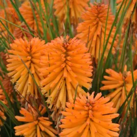 trytoma-poco-orange-pomaranczowa-miododajna-sadzonki-w-doniczkach-1l