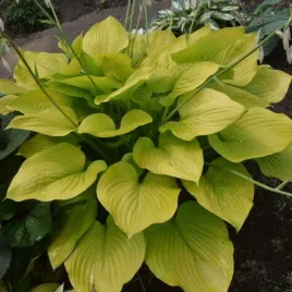 funkia-hosta-age-of-gold-zolta-duza-odmiana-sadzonki-w-doniczkach-p13