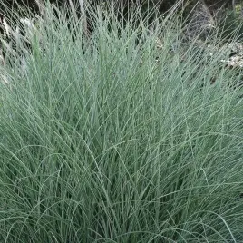 miskant-chinski-morning-light-cienkie-liscie-duze-sadzonki-w-doniczkach-c3