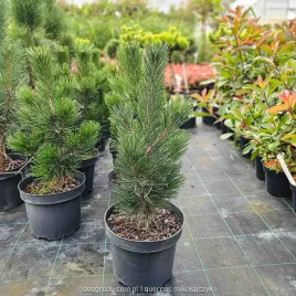 sosna-bosniacka-malinki-wolnorosnaca-do-15m-50cm-c5