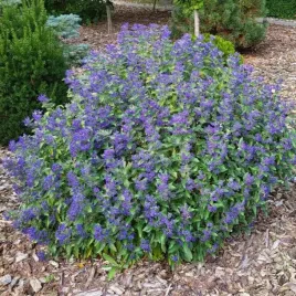 barbula-kalandonska-kew-blue-fioletowa-caryopteris-c2-30cm-q