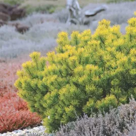 sosna-kosodrzewina-carsten-s-winter-gold-zolte-igly-wintergold-doniczka-3l