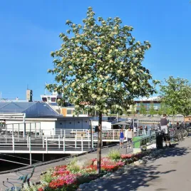 jarzab-szwedzki-jadalne-owoce-na-nalewki-przetwory-sadzonki-w-doniczkach