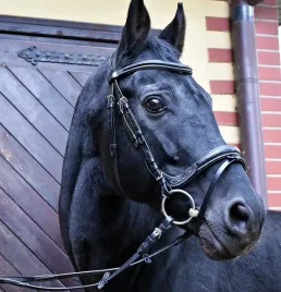 oglowie-dla-konia-equestrian-queen-electra-anatomiczne-czarne-full