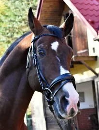 oglowie-dla-konia-equestrian-queen-giant-anatomiczna-potylica-czarne-cob