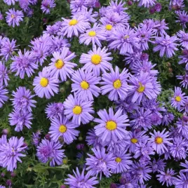 aster-krzaczasty-niebieski-wieloletni-marcinek-sadzonki-w-doniczkach-p9