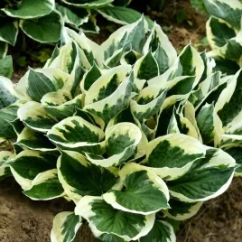 funkia-hosta-minute-man-bialo-obrzezona-srednia-m-sadzonki-w-doniczkach-1l