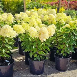 hortensja-bukietowa-hydrangea-living-summer-snow-c7-5-40-60cm