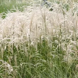 miskant-chinski-kleine-fontane-okazale-kwiatostany-duze-sadzonki-3l