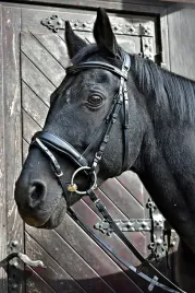 oglowie-dla-konia-equestrian-queen-firebird-miekko-podszyte-czarne-cob
