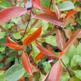 photinia-fraseri-red-robin-czerwona-zywoplot-glogownik-frasera-c2-40-60cm