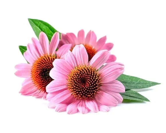 echinacea-equiherbs-500g