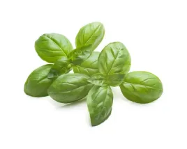bazylia-equiherbs-500g